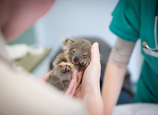 Gold-Coast-Currumbin-Wildlife